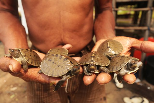 Indonesia nesting patrol team shows the number of painted terrapin hatchlings that successfully hatched at the hatchery
