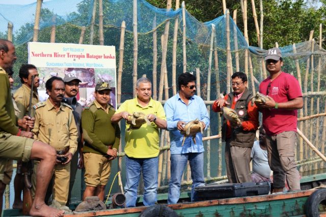 project team and sunderban officials ready to release Batagurs in Soft-release pen