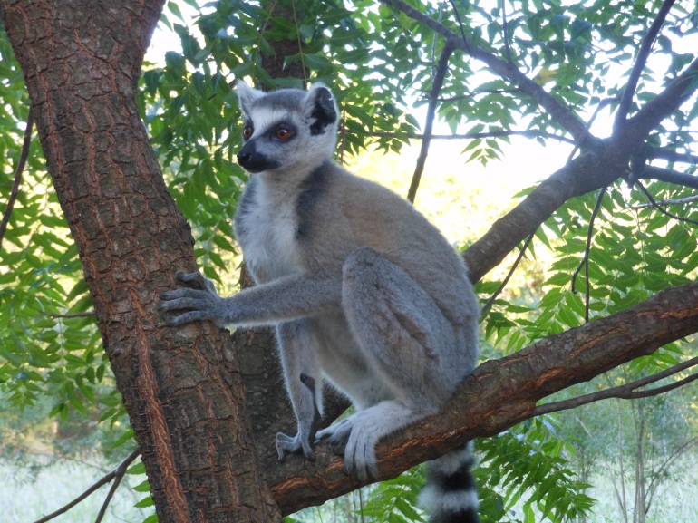 ring_tailed_lemur
