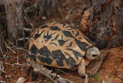exquisitely_patterned_spider_tortoise_at_lac_tsimanan_opt