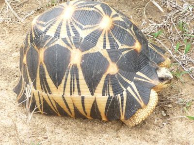 stunning_example_of_a_radiated_tortoise_found_along_the_road_opt