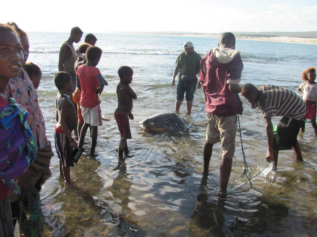 Releasing_a_large_female_green_sea_turtle_at_Lavanono.__This_turtle_was_caught_by_local_fisherman_and_was_to_be_eaten_but_Herilala_purchased_it_for_release_in_honor_of_Ricks_birthday
