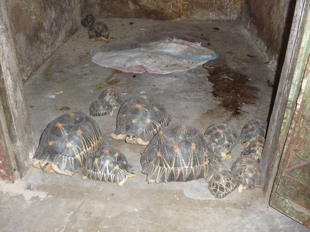 These_14_tortoises_had_been_confiscated_from_one_of_the_cell_phone_companies_in_Madagascar_by_a_local_judge_and_held_in_this_jail_cell.__Fortunately_all_were_alert_and_in_good_condition