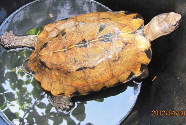 Arakan Forest Turtle 1