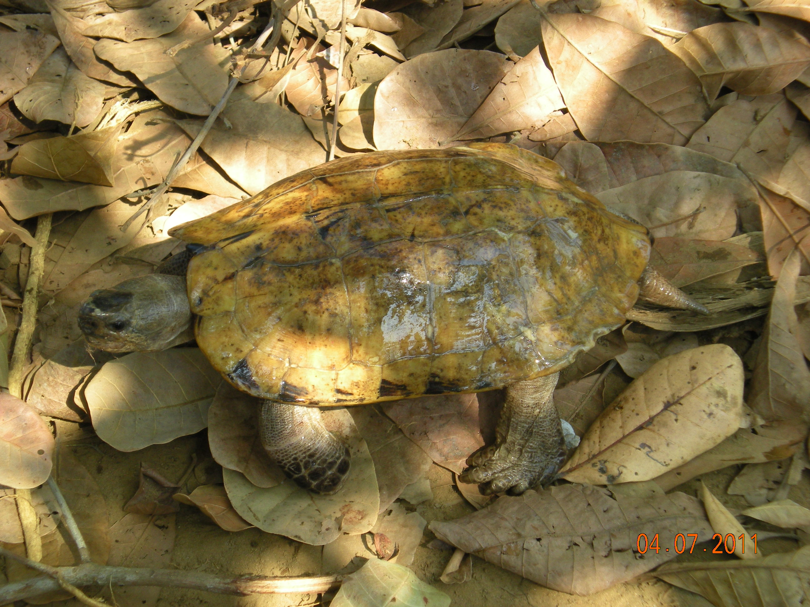 A_male_forest_turtle_enjoys_the_leaf_litter_in_the_new_Gwa_facility