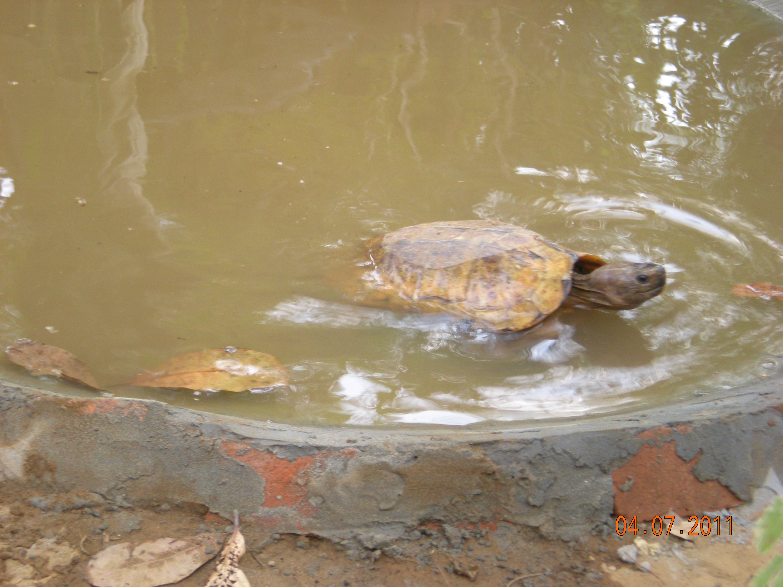 One_of_the_turtles_takes_a_quick_dip_in_the_shallow_pool