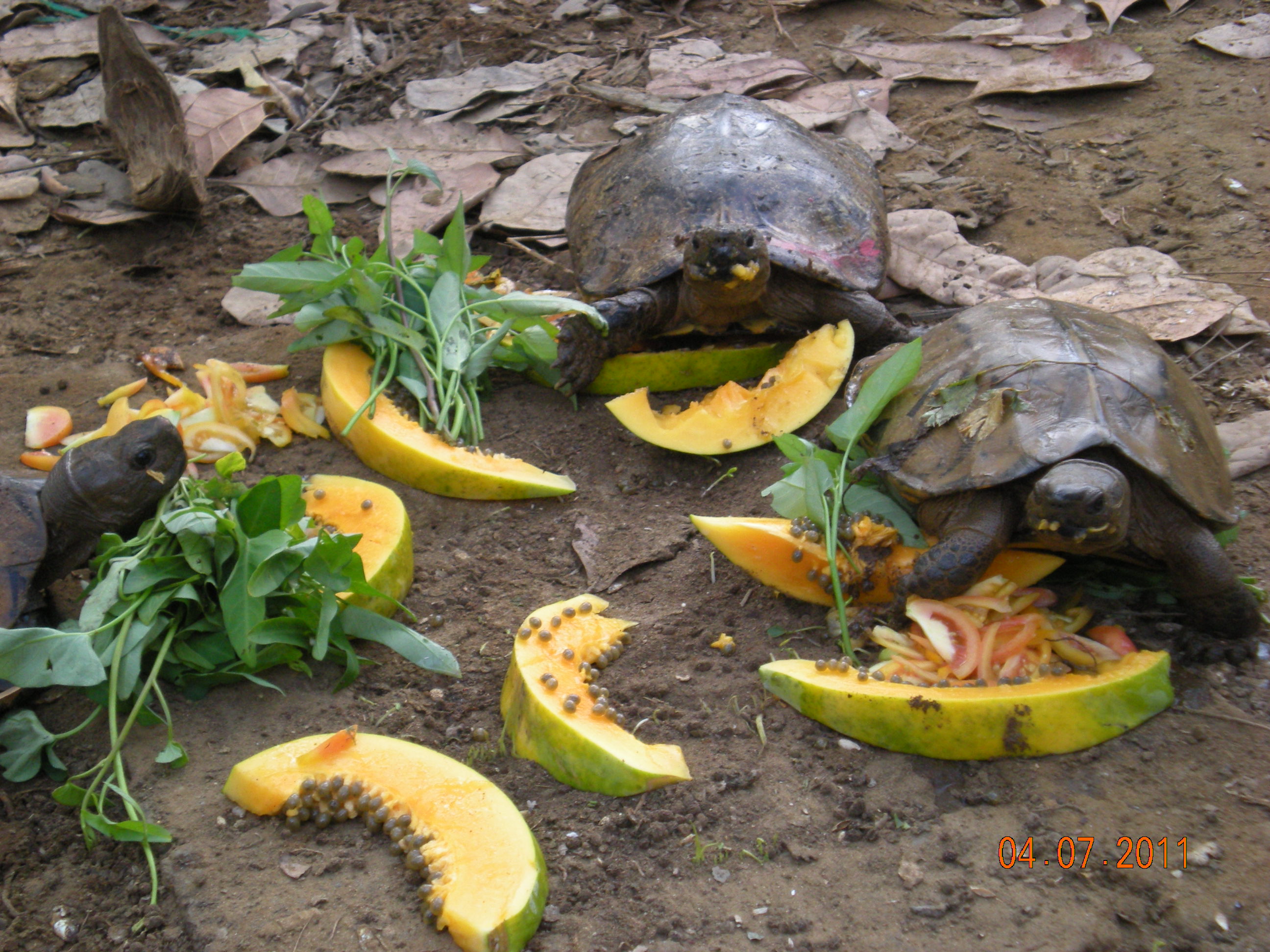The_newly_arrived_turtles_feed_on_papaya_tomatoes_and_Ipomea