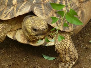 star-tortoise-eating